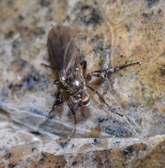 Campsicnemus philoctetes