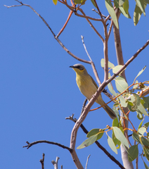 Ptilotula keartlandi