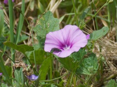 Convolvulus stachydifolius