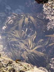Lessoniaceae