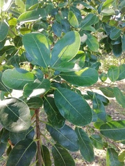Ficus natalensis natalensis