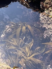 Lessoniaceae