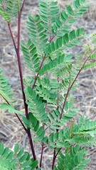 Vachellia campechiana