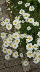 Leucanthemum vulgare