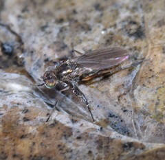 Campsicnemus philoctetes