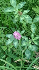 Trifolium pratense