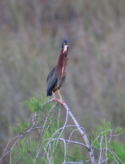 Butorides virescens image