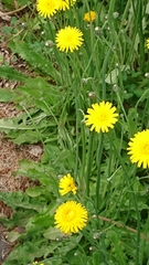 Taraxacum officinale