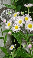 Erigeron philadelphicus