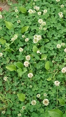 Trifolium repens