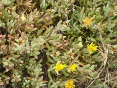 Malephora lutea
