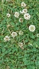 Trifolium repens