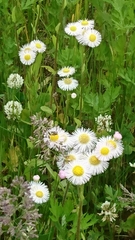 Erigeron philadelphicus