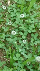 Trifolium repens