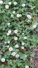 Trifolium repens