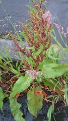 Rumex