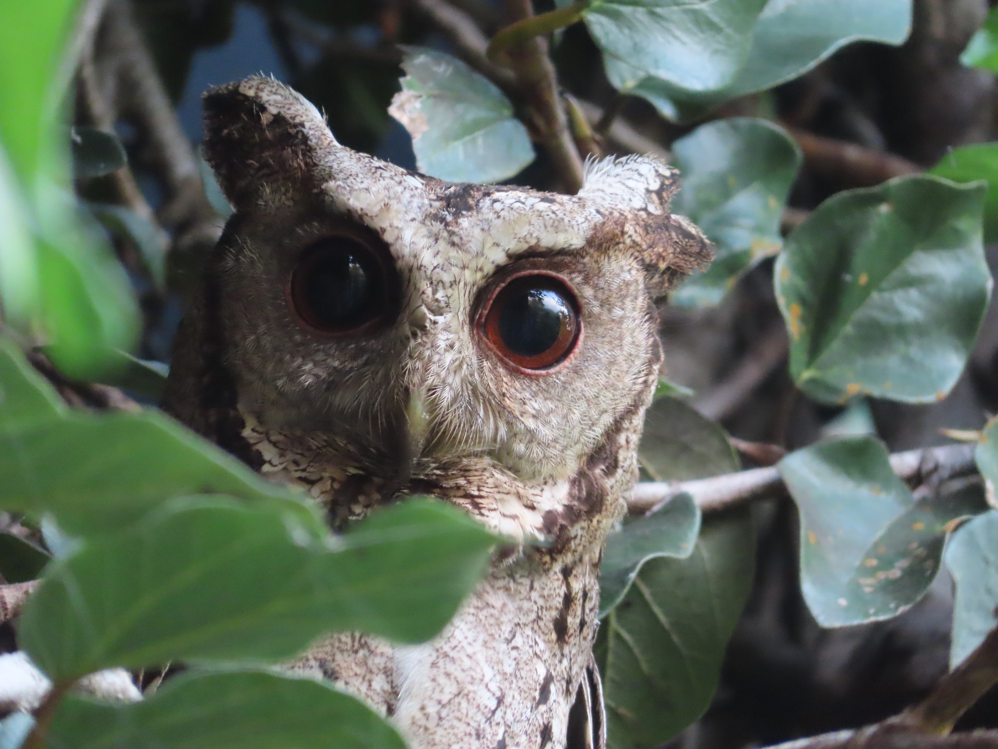 Collared Scops Owl illustration