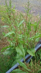 Rumex