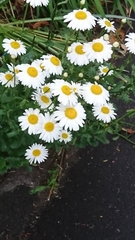 Leucanthemum vulgare
