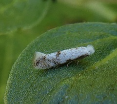 Bucculatrix enceliae