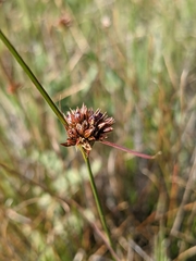 Juncus occidentalis