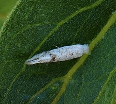Bucculatrix enceliae
