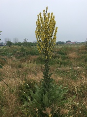 Verbascum speciosum speciosum