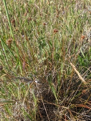 Juncus occidentalis