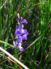 Anacamptis palustris