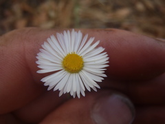 Erigeron tracyi