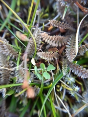 Leptinella serrulata, photograph (c) Colin Meurk, some rights reserved (CC BY-SA)