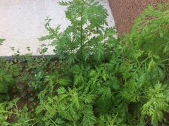 Ambrosia artemisiifolia