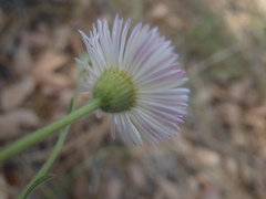Erigeron tracyi
