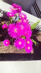 Lampranthus spectabilis