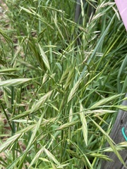 Bromus catharticus