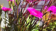 Lampranthus spectabilis
