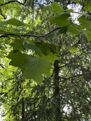 Liriodendron tulipifera