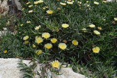 Carpobrotus edulis