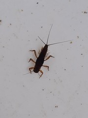 Austroclima