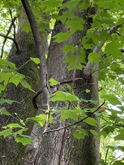 Liriodendron tulipifera