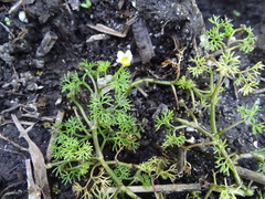 Ranunculus aquatilis