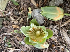 Liriodendron tulipifera