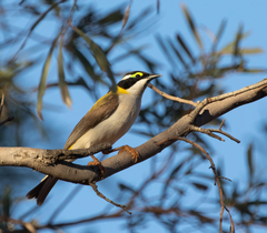 Melithreptus gularis laetior