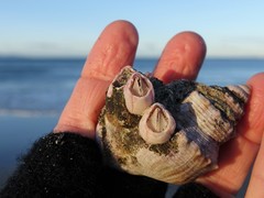 Notomegabalanus decorus