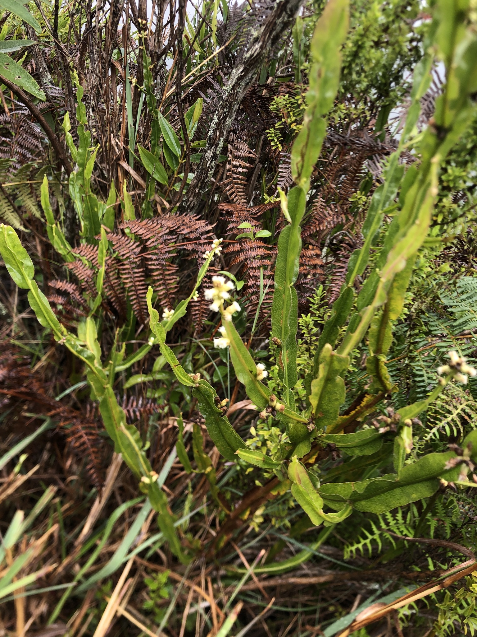 Baccharis genistelloides image