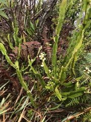 Baccharis genistelloides