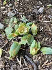Liriodendron tulipifera