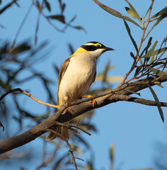 Melithreptus gularis laetior