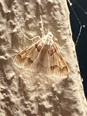 Pseudoschinia elautalis