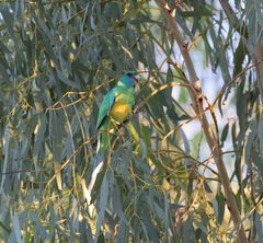 Barnardius zonarius macgillivrayi